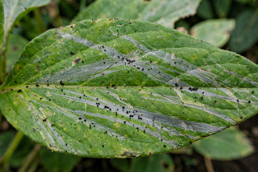 close-up of thrips damage showing silvery streaks on a green leaf with tiny black specks