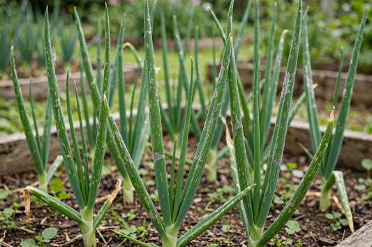 onion plants with upright green leaves showing early silvery thrips feeding patches