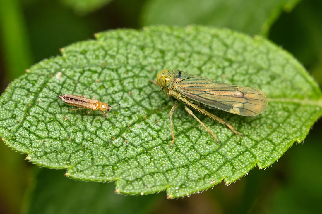 side-by-side macro comparison of a tiny thrips and a larger wedge-shaped leafhopper on green leaves