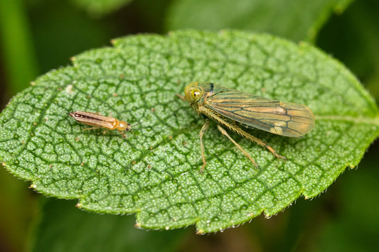 side-by-side macro comparison of a tiny thrips and a larger wedge-shaped leafhopper on green leaves