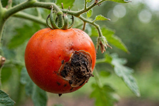 Tomatoes Rotting on the Vine? Find Out Which Rot It Is