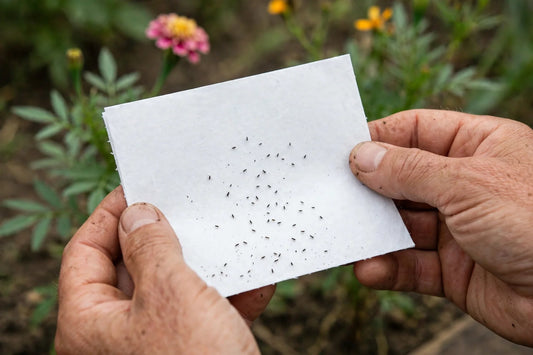 gardener's hands holding white paper with tiny thrips specks visible after performing the shake test on a flower