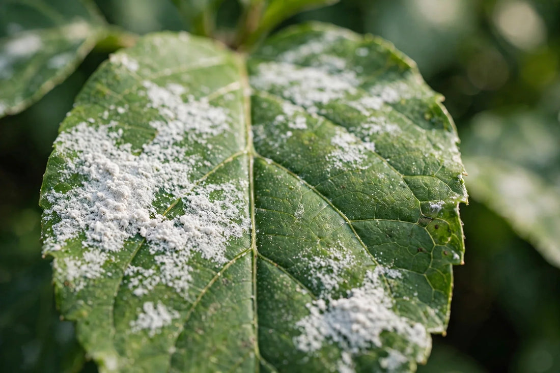 White Powder on Leaves: What It Means and What to Do