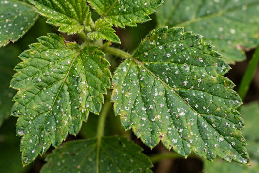 White Spots on Leaves: Causes, Look-Alikes, and Fixes