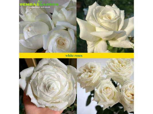 Advantages and Disadvantages of the Best White Roses to Grow