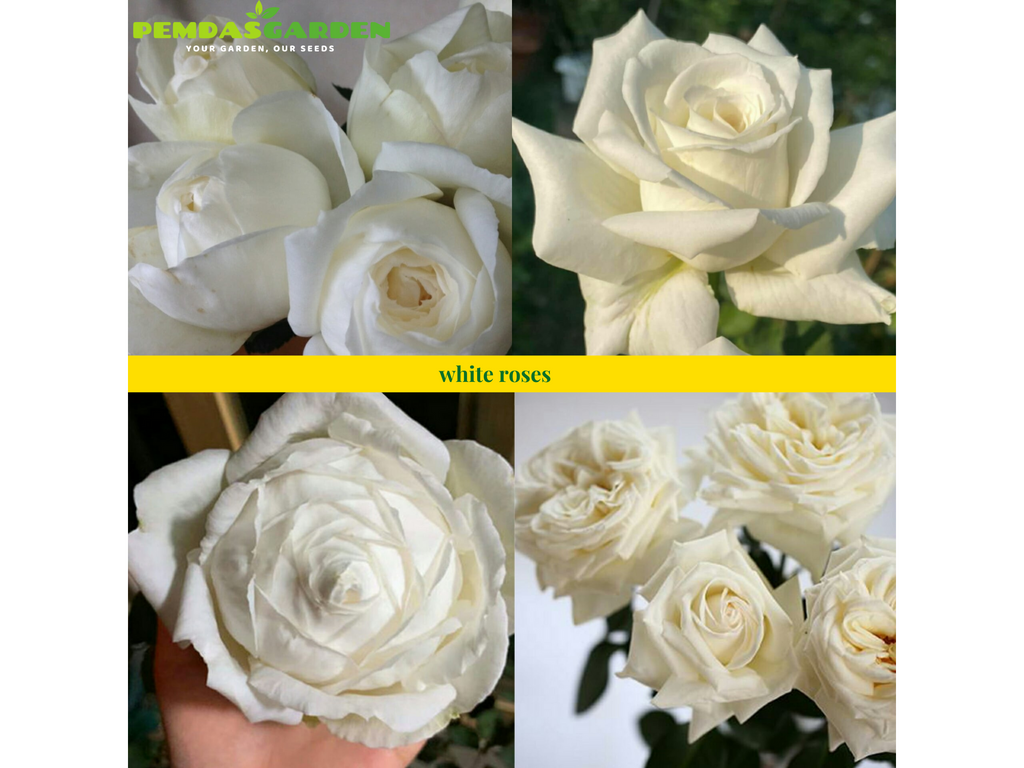 Advantages and Disadvantages of the Best White Roses to Grow