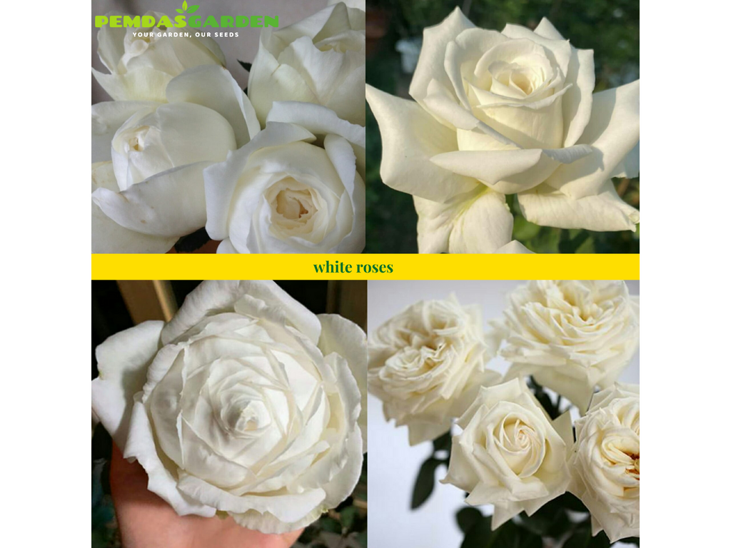 Advantages and Disadvantages of the Best White Roses to Grow – PEMDASGARDEN