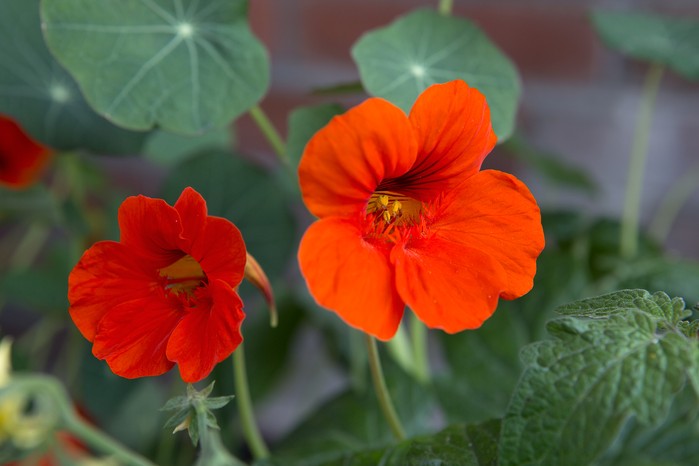 Nasturtium Seeds