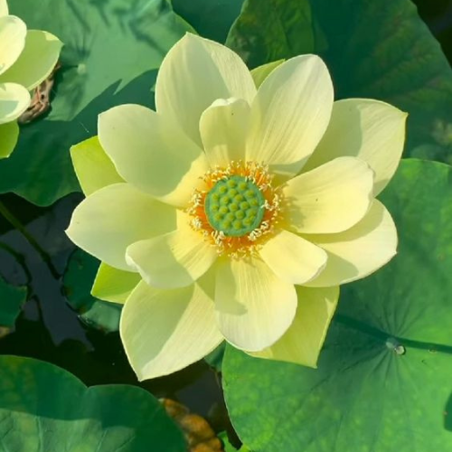 Lotus Seeds