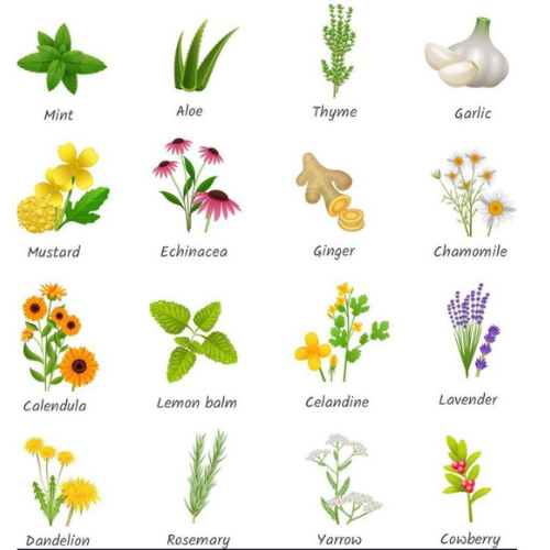 Medicinal Herb Seeds