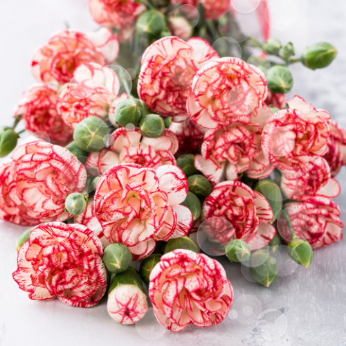 Carnation Seeds