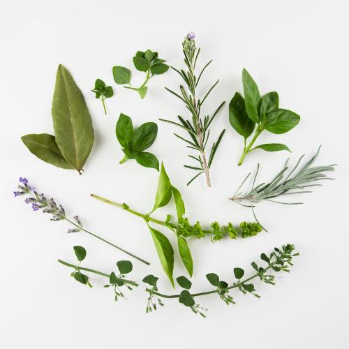 Herb Seeds