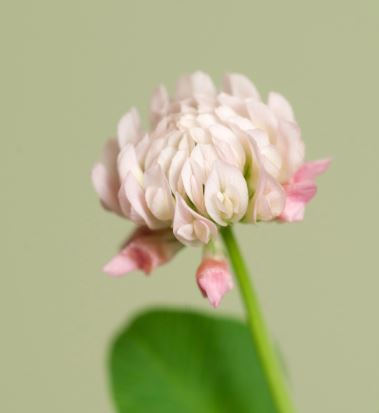 Clover Seeds