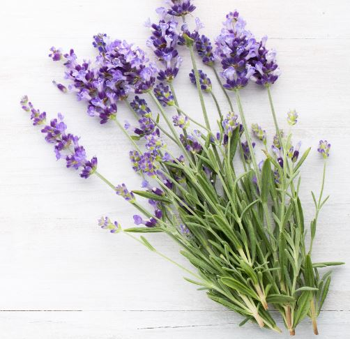 Lavender Seeds