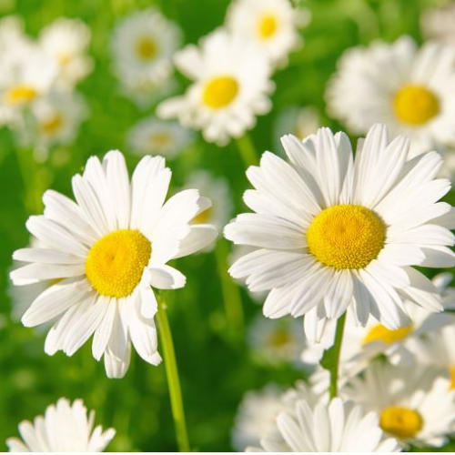 Daisy Seeds