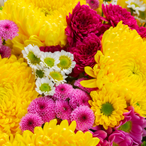 Chrysanthemum Seeds