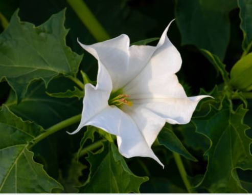 Datura Seeds