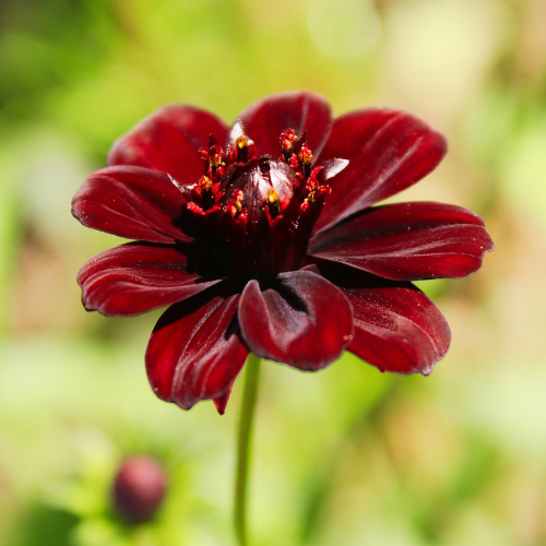 Cosmos Seeds