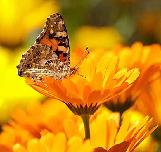 Calendula Seeds
