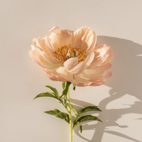 Peony Seeds