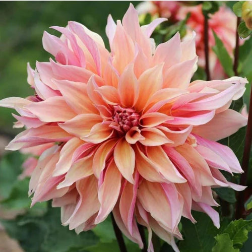 Dahlia Seeds