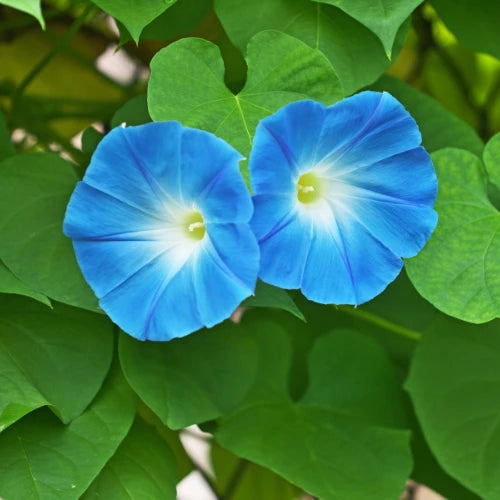 Morning Glory Seeds