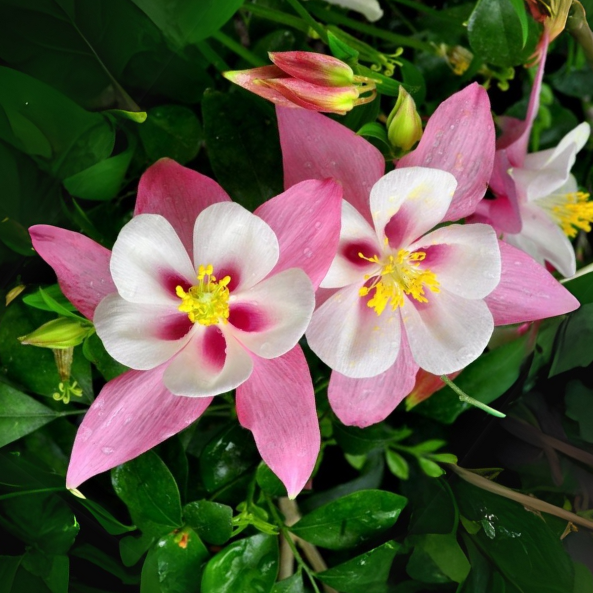 Columbines Seeds