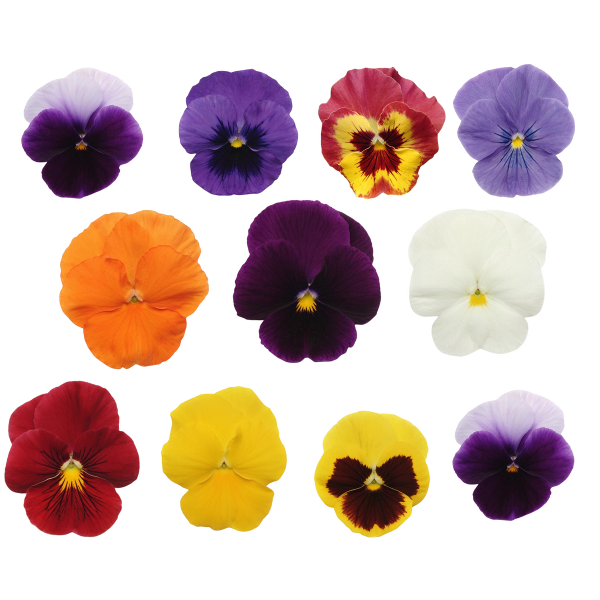 Pansy Seeds