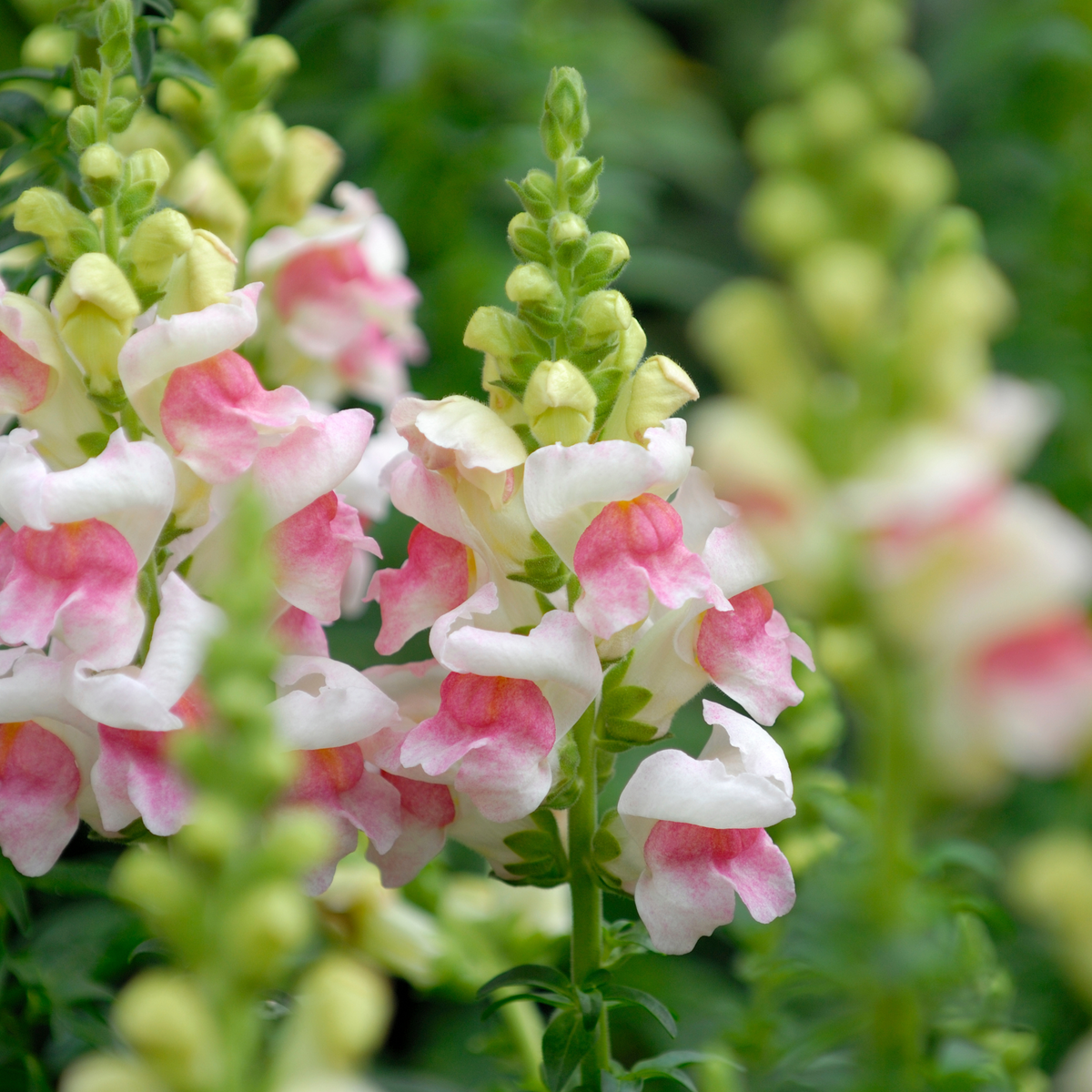 Snapdragons Seeds