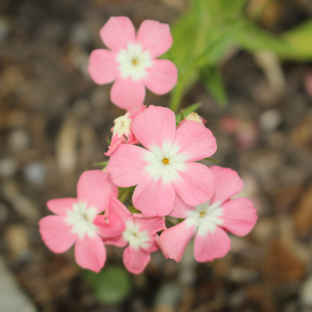 Phlox Seeds