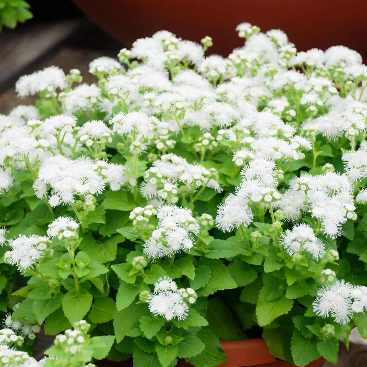 Ageratum Seeds