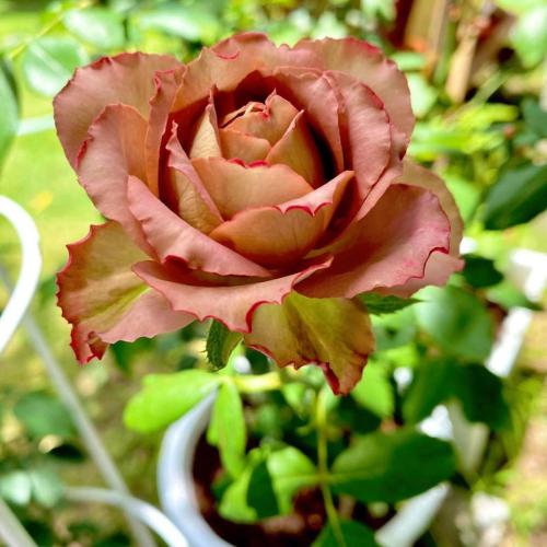 Rose Seeds