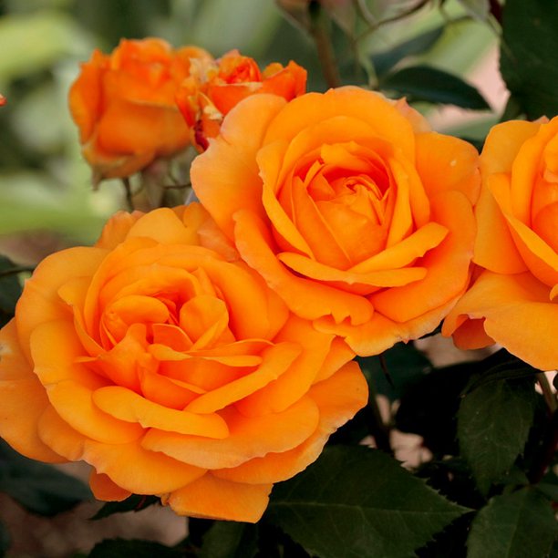 Yellow Good As Gold Hybrid Rose Flower Seeds, 30+ seeds