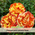 30 Rare Seeds| Oranges and Lemons Shrub Rose Seeds #1017