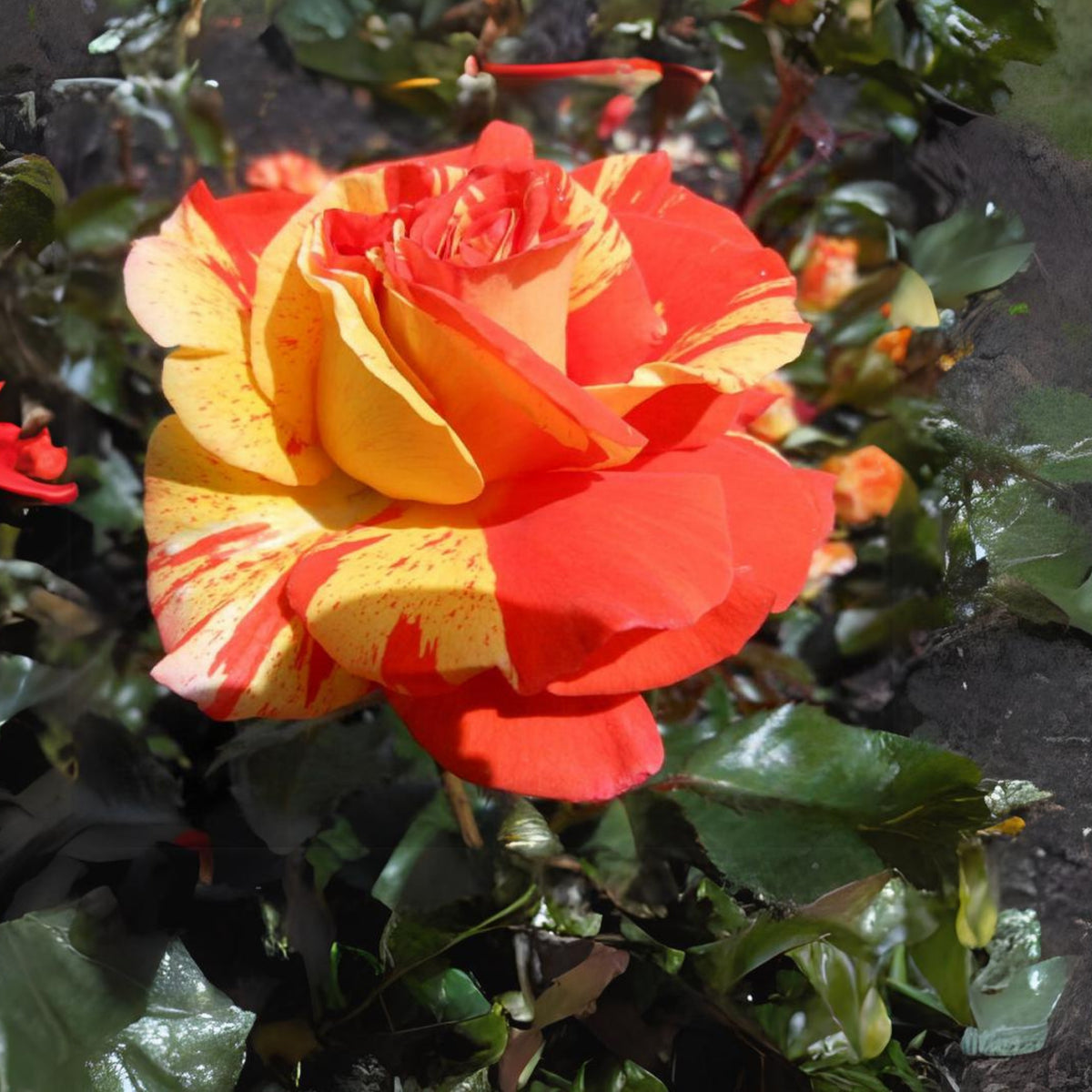 Oranges and Lemons Shrub Rose Seeds, 30 seeds