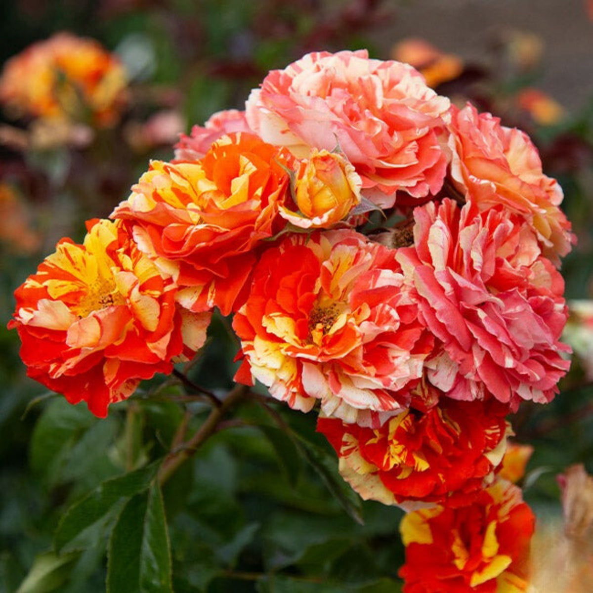 Oranges and Lemons Shrub Rose Seeds, 30 seeds