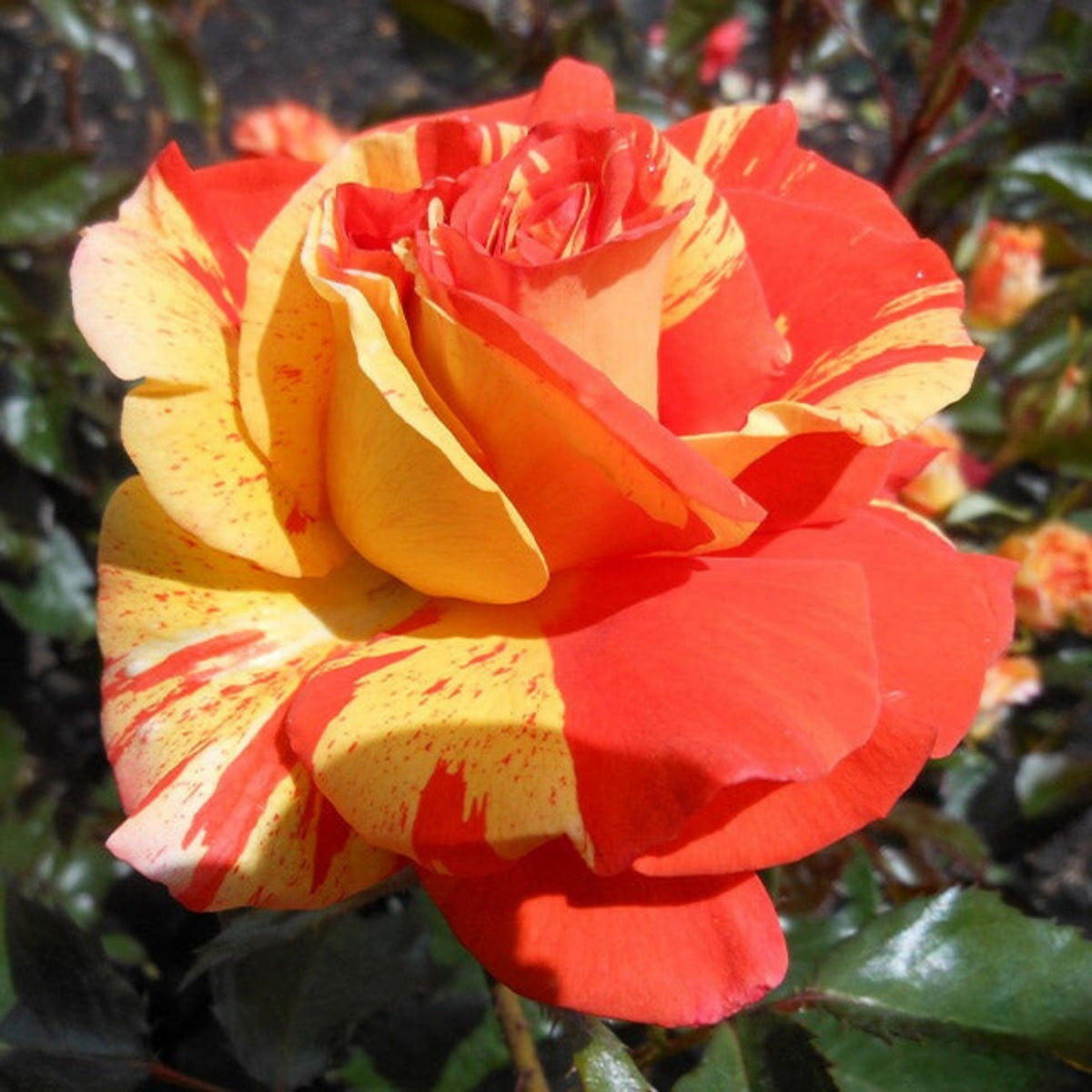 Oranges and Lemons Shrub Rose Seeds, 30 seeds