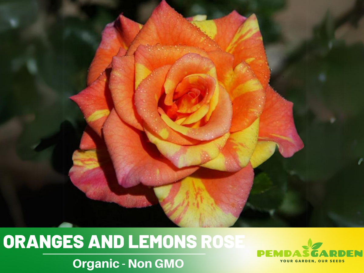 30 Rare Seeds| Oranges and Lemons Shrub Rose Seeds #1017