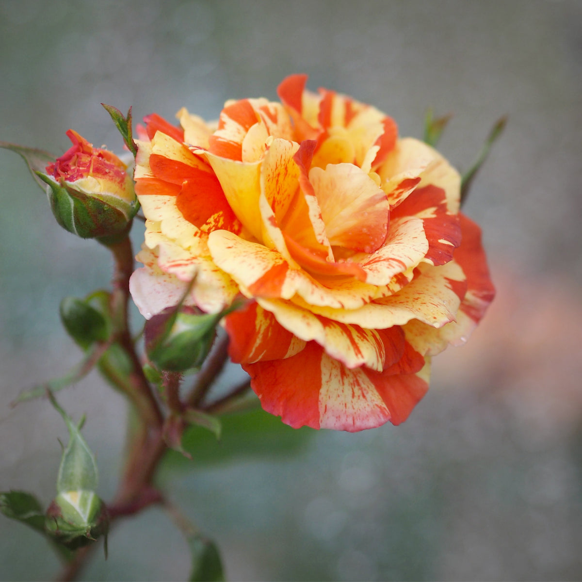 Oranges and Lemons Shrub Rose Seeds, 30 seeds