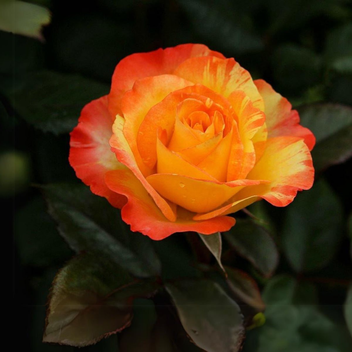 Oranges and Lemons Shrub Rose Seeds, 30 seeds