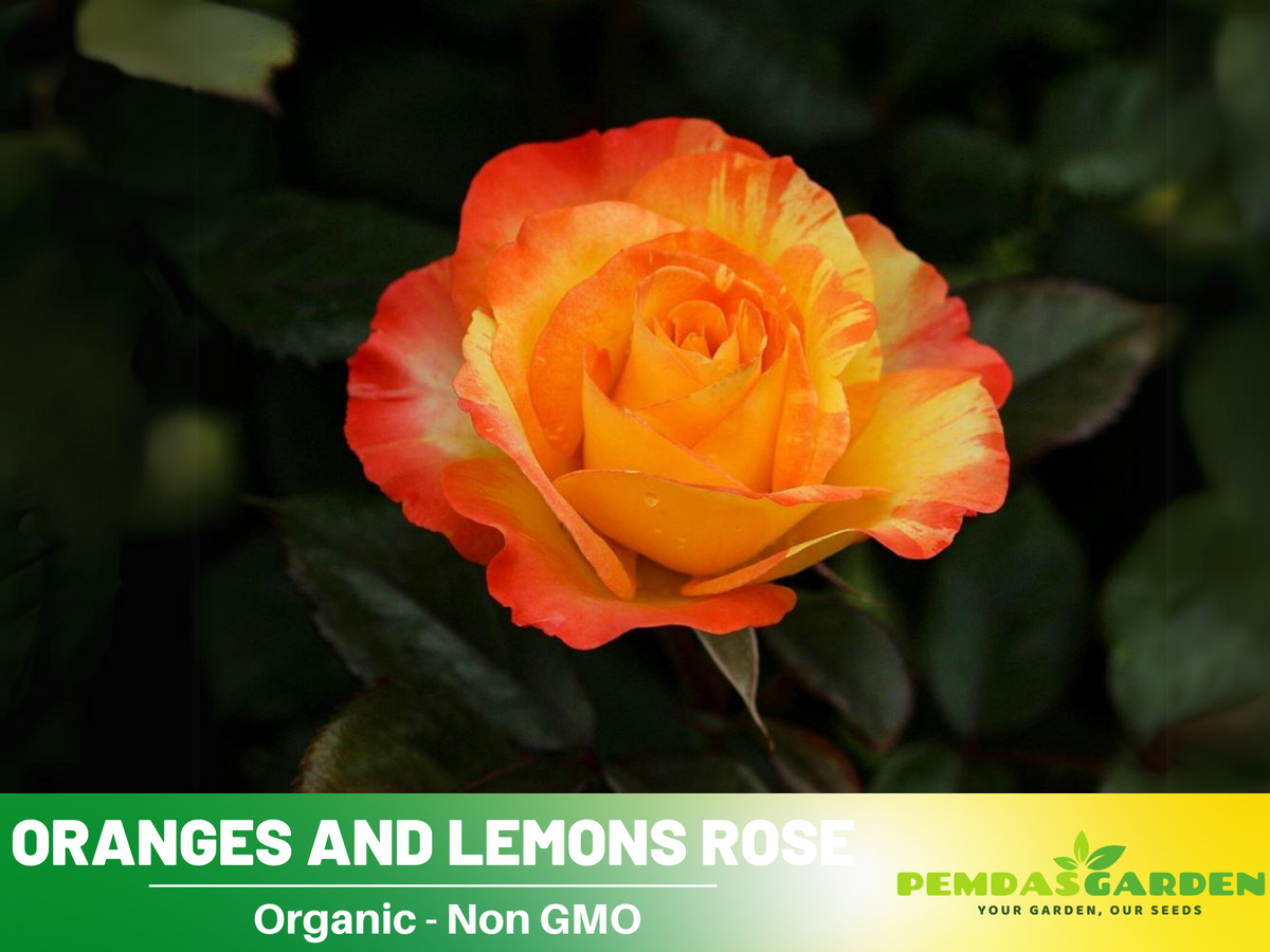 30 Rare Seeds| Oranges and Lemons Shrub Rose Seeds #1017