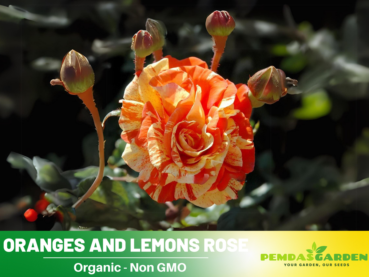 30 Rare Seeds| Oranges and Lemons Shrub Rose Seeds #1017