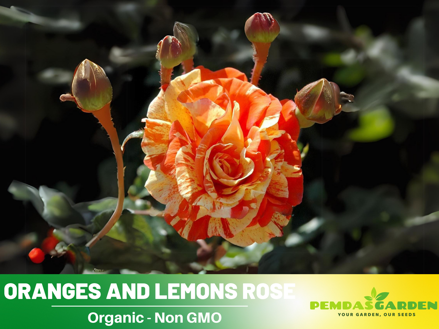 rare seeds and plants 30 Rare Seeds| Oranges and Lemons Shrub Rose Seeds #1017 – PEMDASGARDEN