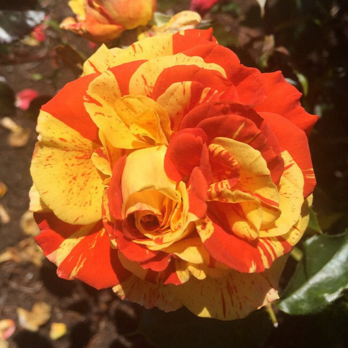 Oranges and Lemons Shrub Rose Seeds, 30 seeds