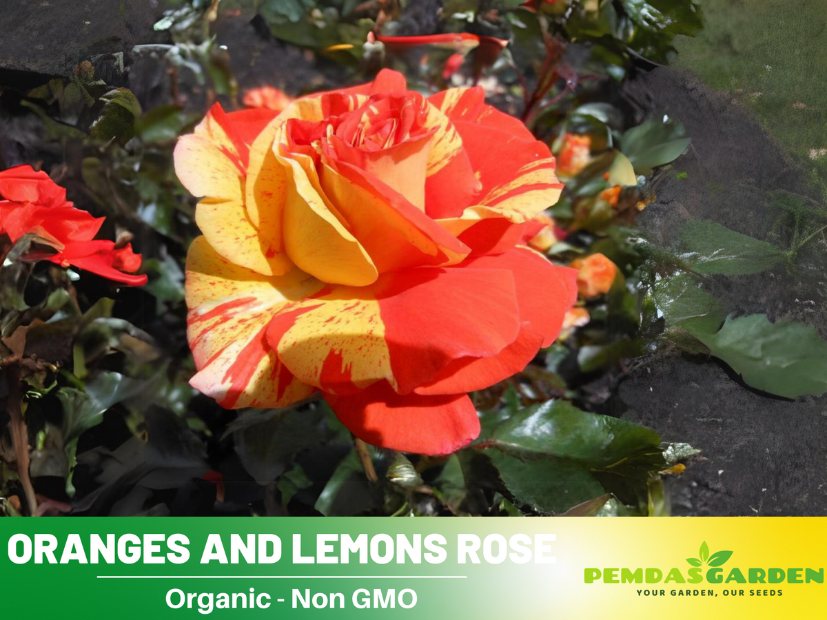 30 Rare Seeds| Oranges and Lemons Shrub Rose Seeds #1017