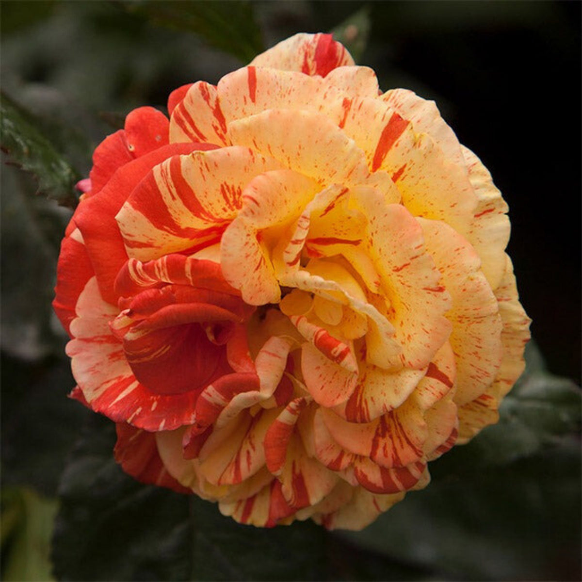 Oranges and Lemons Shrub Rose Seeds, 30 seeds