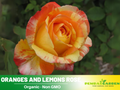 30 Rare Seeds| Oranges and Lemons Shrub Rose Seeds #1017