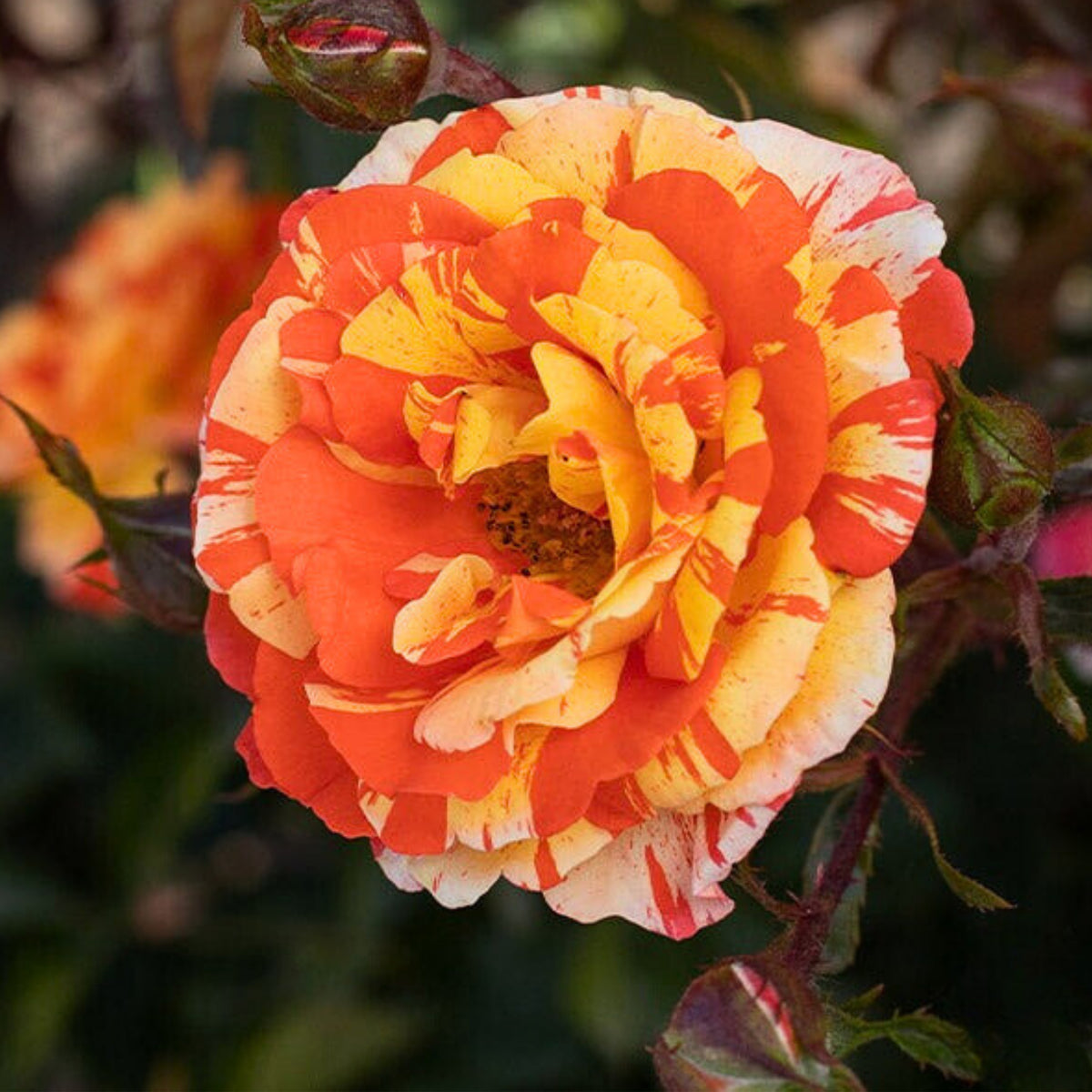Oranges and Lemons Shrub Rose Seeds, 30 seeds