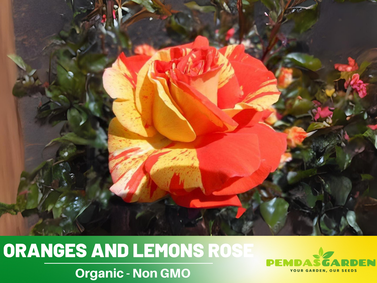 30 Rare Seeds| Oranges and Lemons Shrub Rose Seeds #1017