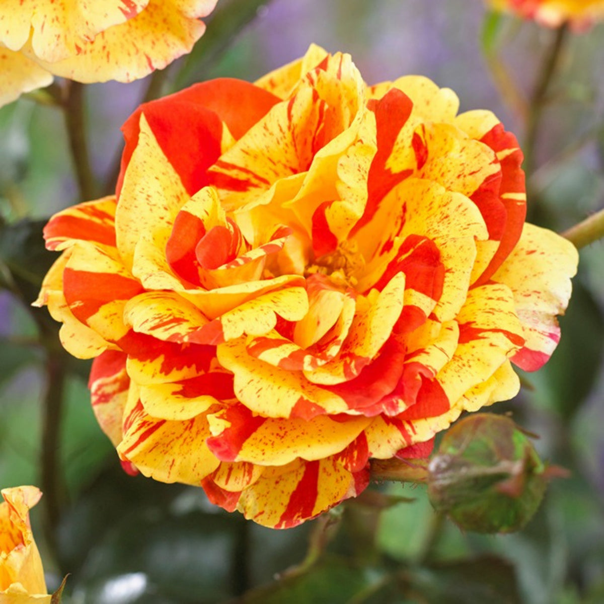 Oranges and Lemons Shrub Rose Seeds, 30 seeds